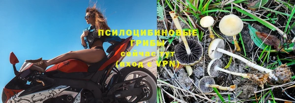 крисы Аркадак